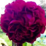 Smuk rose i skøn farve.