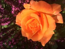 rose orange farve