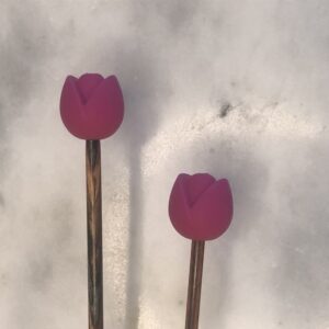 Tulipan