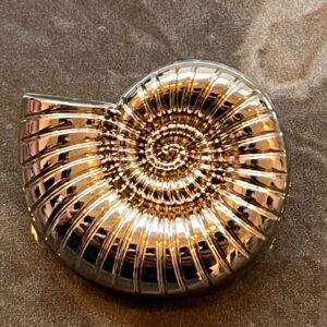 Ammonite